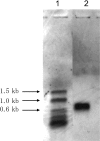 Fig. 1