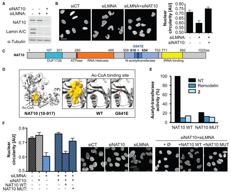 Chemical inhibition of NAT10 corrects defects of laminopathic cells - PMC