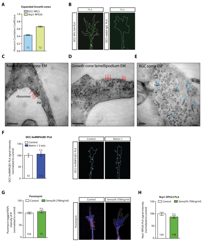 Figure 3—figure supplement 1.