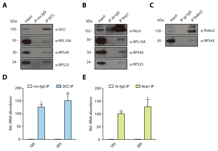 Figure 1—figure supplement 1.