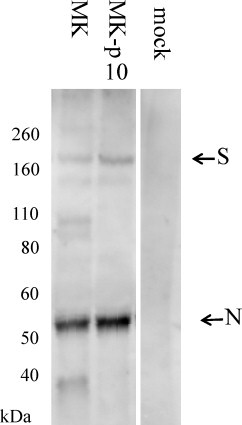 Fig. 5