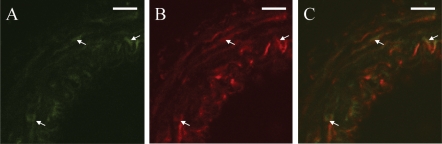 Figure 6