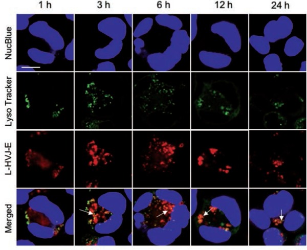 Figure 6: