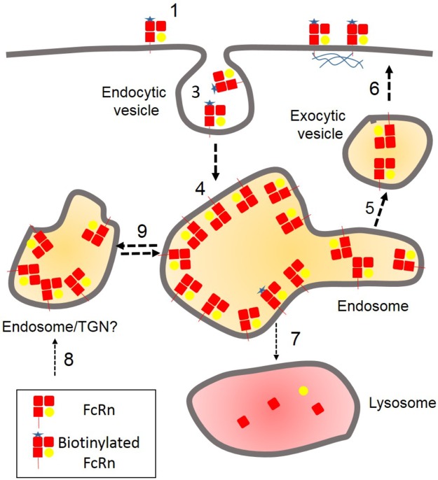 Fig 6