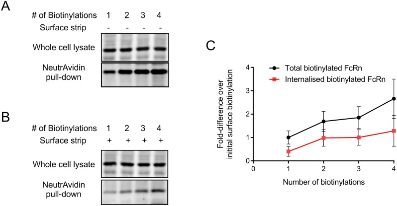 Fig 5