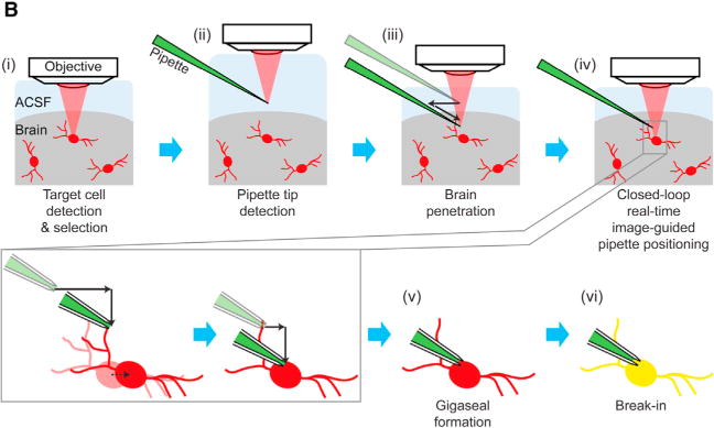 Figure 1B