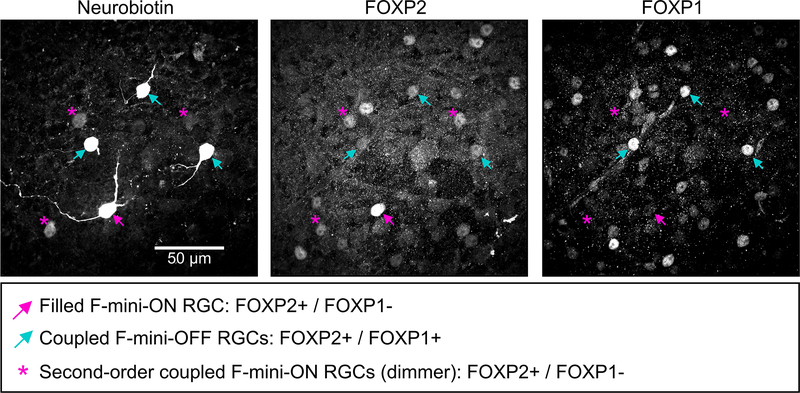 Extended Data Fig. 1