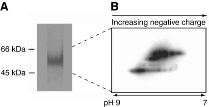 Fig. 10.