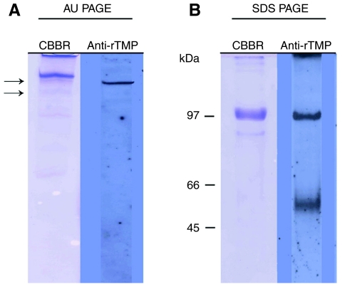 Fig. 11.