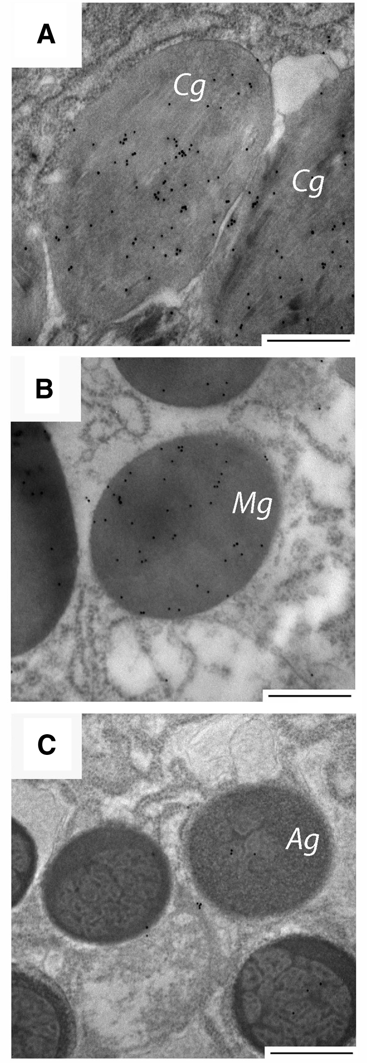 Fig. 12.