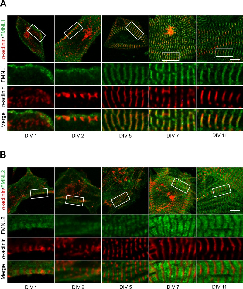 FIGURE 6: