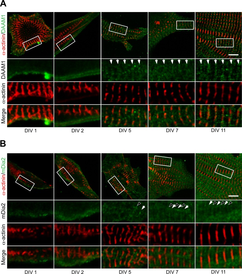 FIGURE 5: