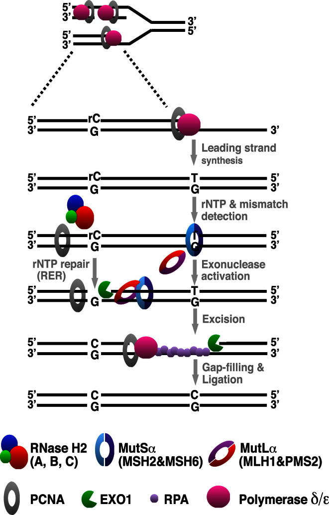 Figure 4