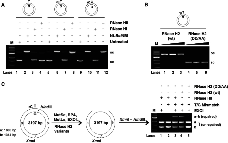 Figure 2