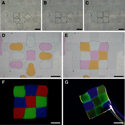 Fig. 2