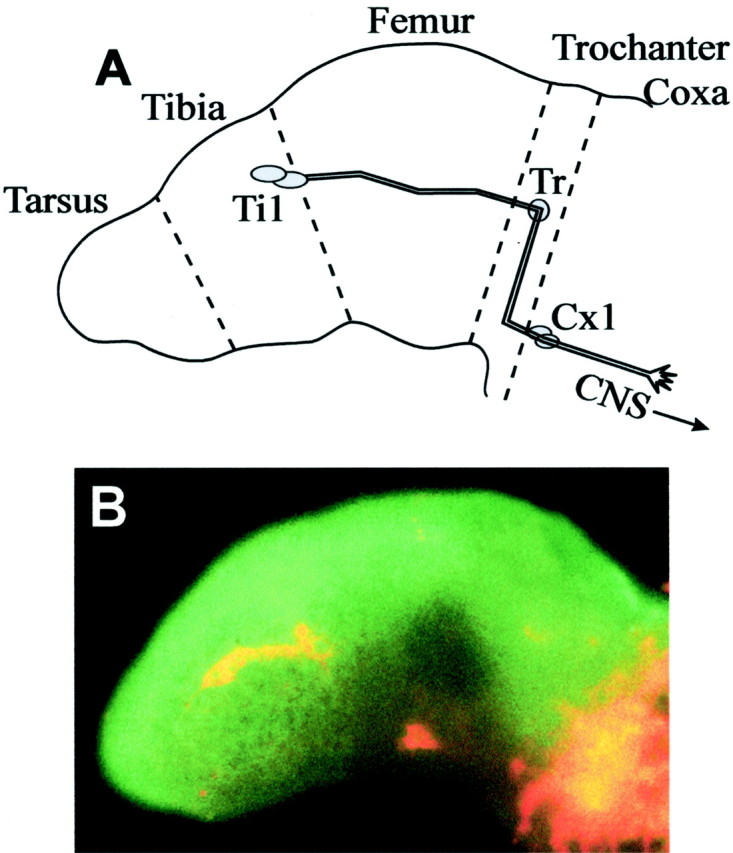 Fig. 1.