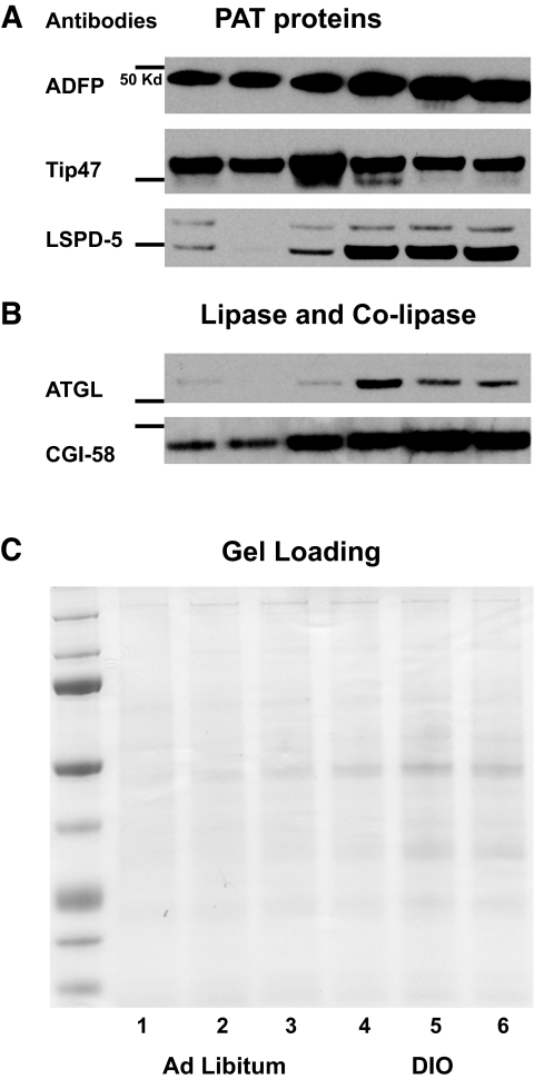 FIG. 8.