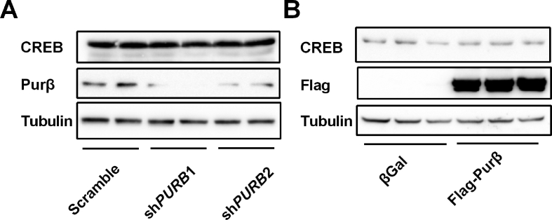 Supplemental Figure 1