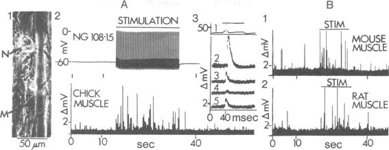 graphic file with name pnas00040-0226-a.jpg