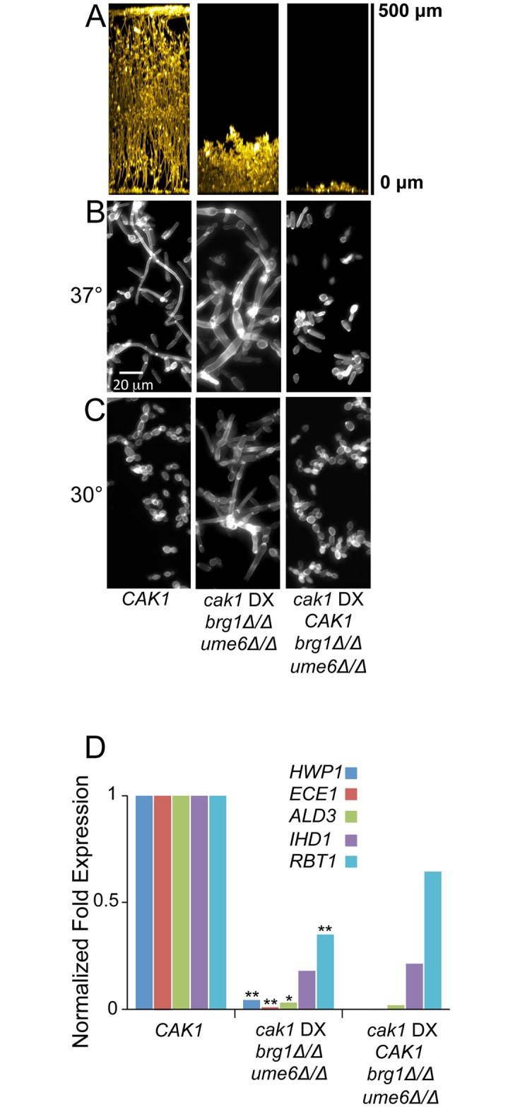 Fig 6