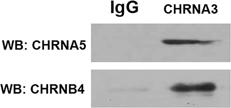 Fig 12