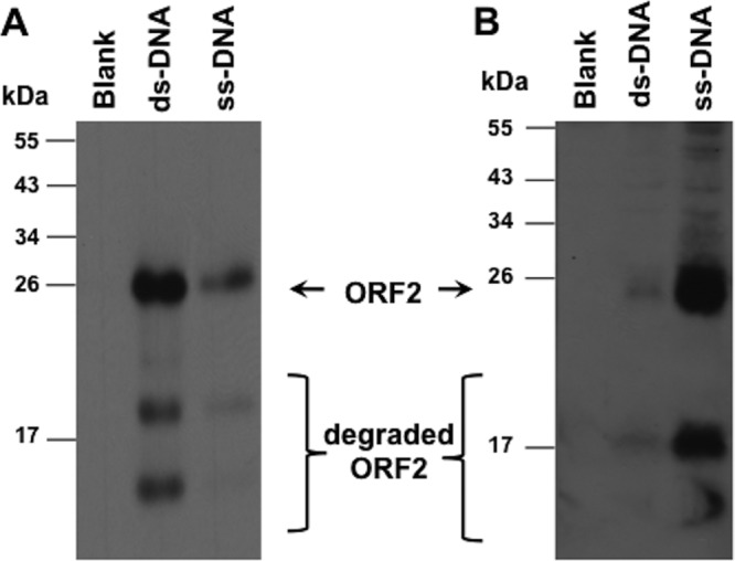 Fig 5