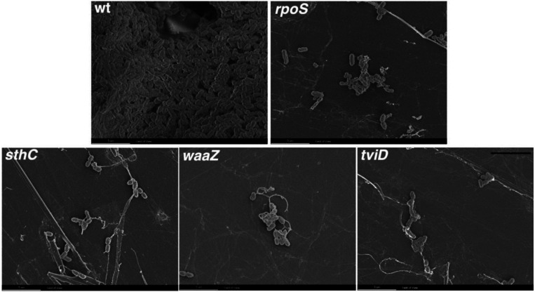 Figure 4: