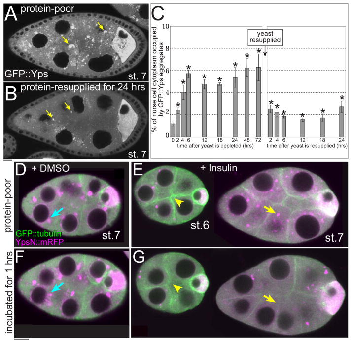 Fig. 7