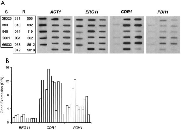 FIG. 1.