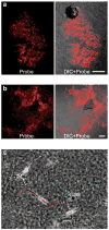 Fig. 4