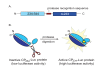 Fig. (1). Schematic Representation of the CP234-Luc Assay.