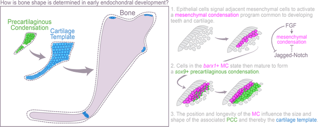 graphic file with name nihms-1794780-f0001.jpg