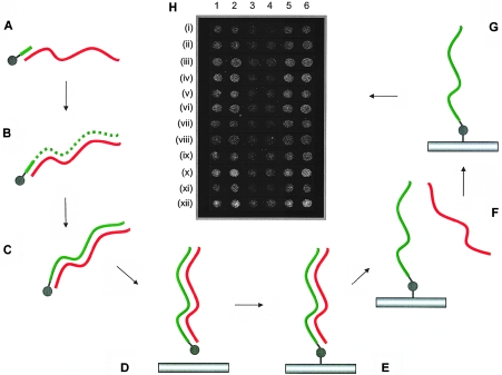 Figure  1