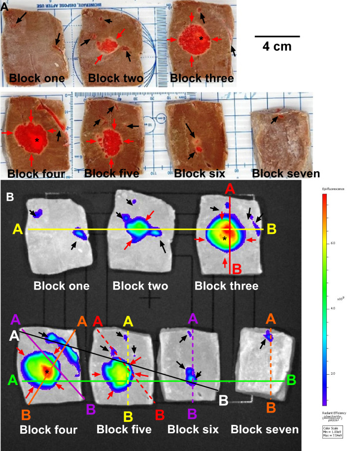 Fig.12