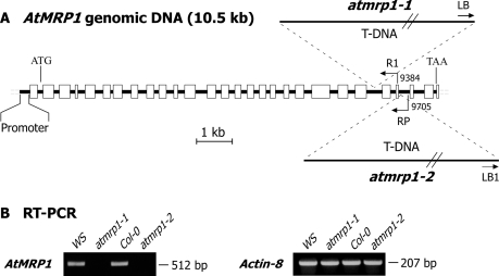 FIGURE 7.