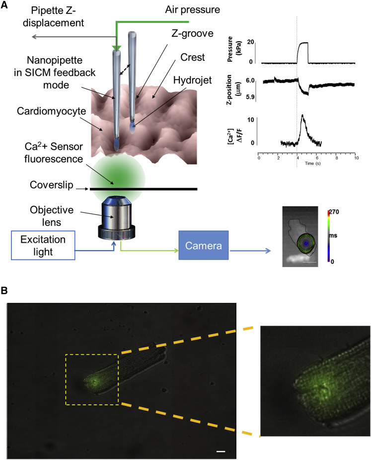 Figure 1