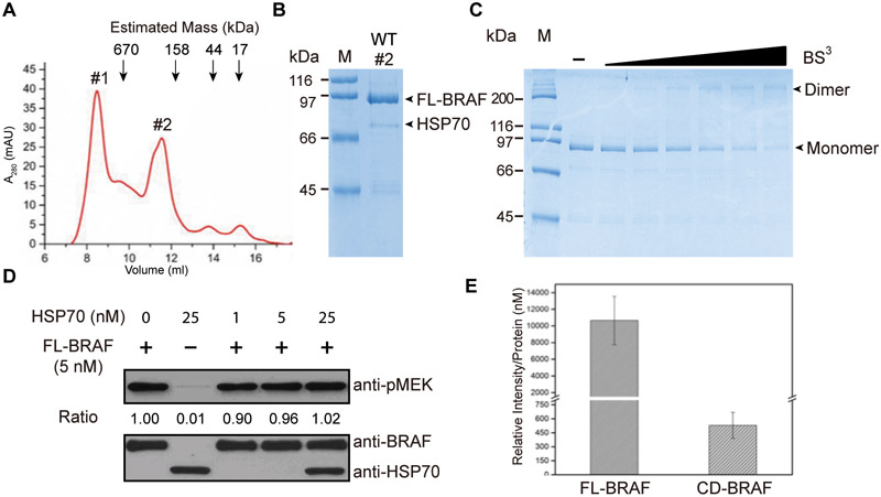 Mechanism of BRAF Activation Through Biochemical Characterization of ...