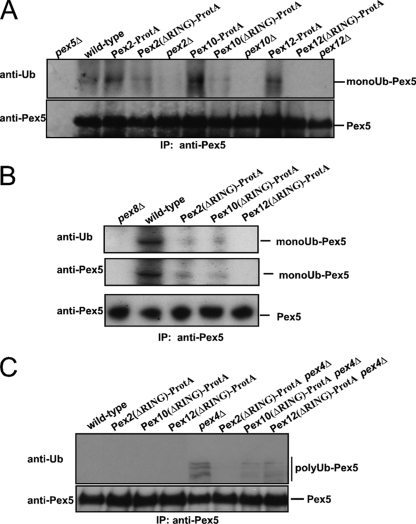 FIG. 7.