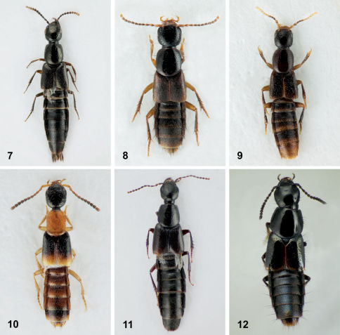 Figures 7–12.