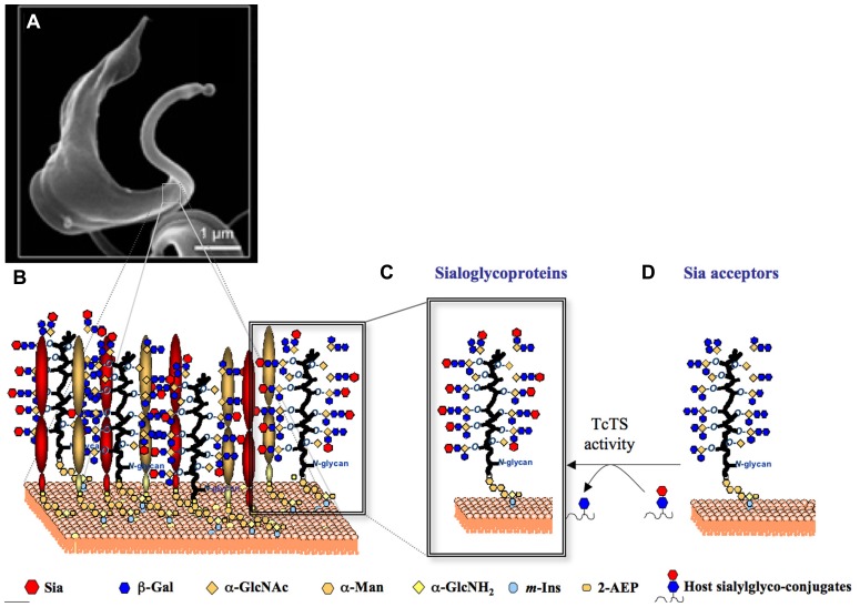 FIGURE 3