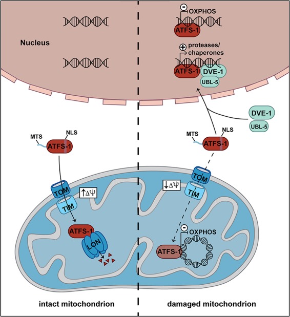 Figure 6.