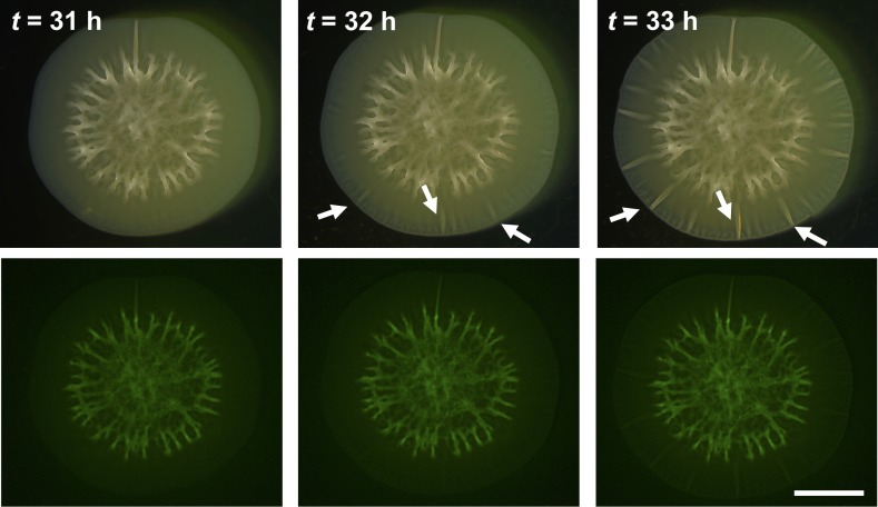 Figure 1—figure supplement 2.