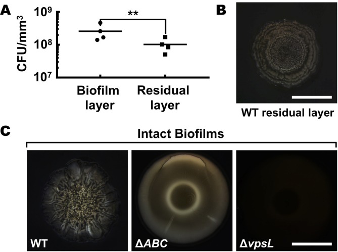 Figure 2—figure supplement 3.