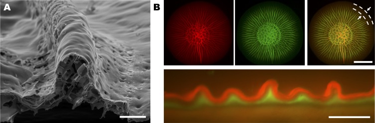 Figure 4—figure supplement 2.