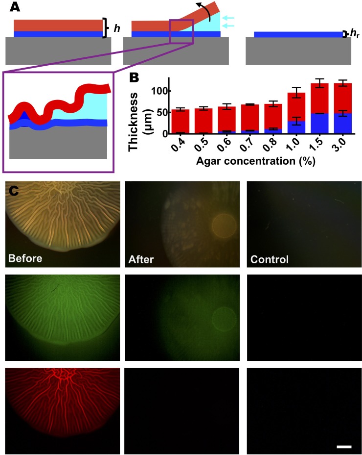 Figure 2—figure supplement 2.