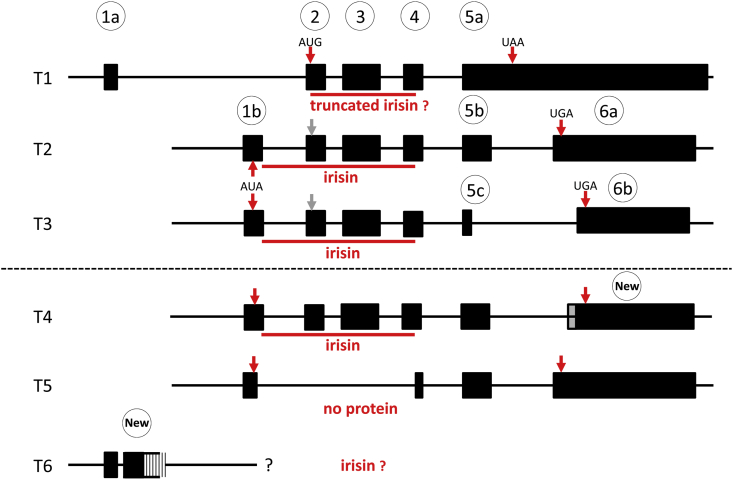 Figure 1