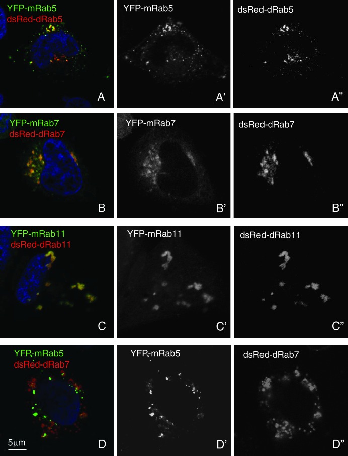 Thirty-one Flavors Of Drosophila Rab Proteins - Pmc