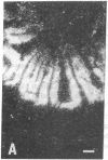 584