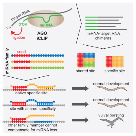 Pairing Beyond the Seed Supports MicroRNA Targeting Specificity - PMC