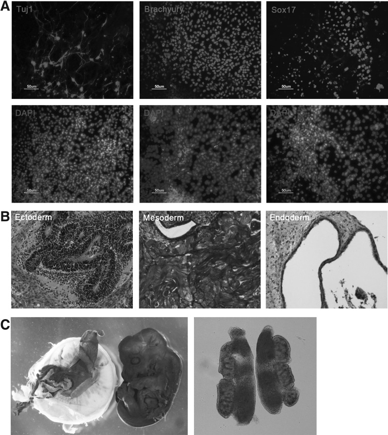 FIG. 2.